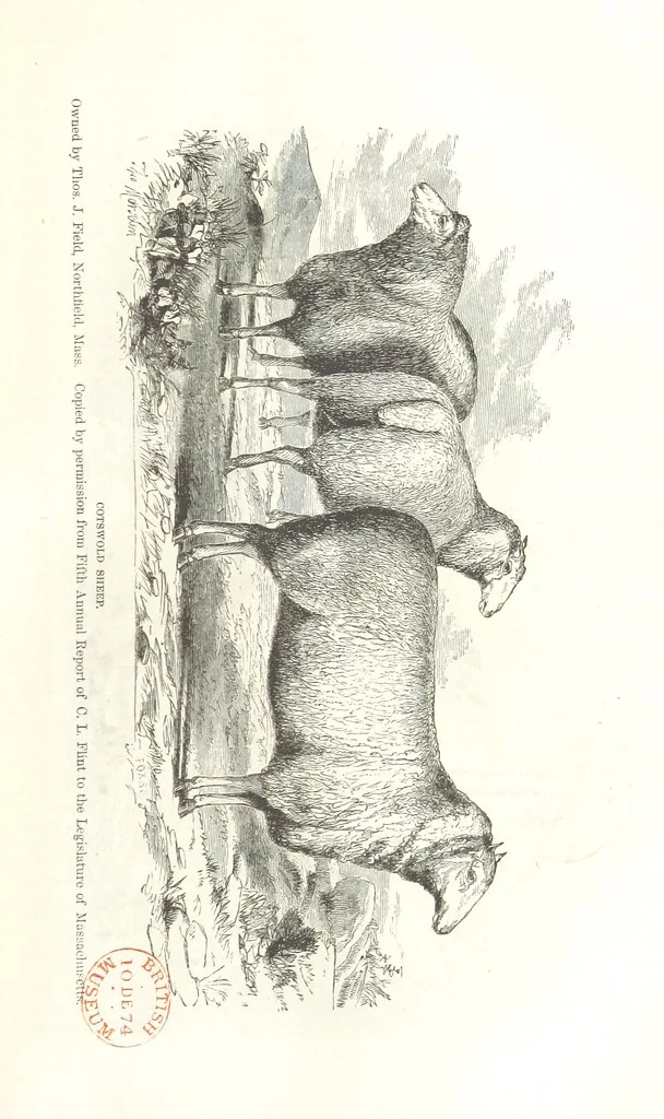 An illustration from Eighty Years' Progress of the United States: a family record of American industry, energy and enterprise ... By eminent literary men [C. L. Flint and others] ... Embellished with ... engravings, etc, 1868, leaf 75