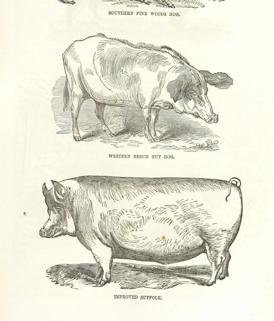 An illustration from Eighty Years' Progress of the United States: a family record of American industry, energy and enterprise ... By eminent literary men [C. L. Flint and others] ... Embellished with ... engravings, etc, 1868, leaf 79