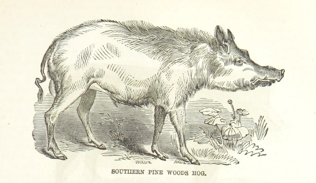 An illustration from Eighty Years' Progress of the United States: a family record of American industry, energy and enterprise ... By eminent literary men [C. L. Flint and others] ... Embellished with ... engravings, etc, 1868, leaf 79