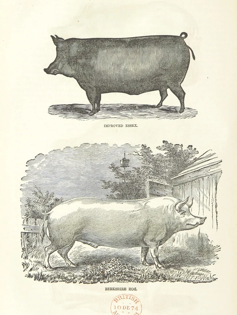 An illustration from Eighty Years' Progress of the United States: a family record of American industry, energy and enterprise ... By eminent literary men [C. L. Flint and others] ... Embellished with ... engravings, etc, 1868, leaf 80