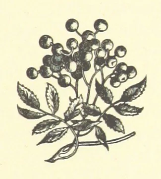 An illustration from Bond Slaves. The story of a struggle, 1893, leaf 185