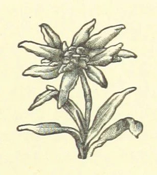 An illustration from Bond Slaves. The story of a struggle, 1893, leaf 193