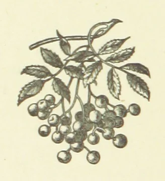 An illustration from Bond Slaves. The story of a struggle, 1893, leaf 246