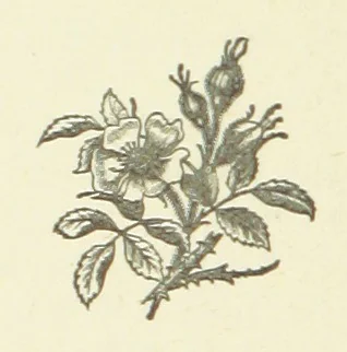 An illustration from Bond Slaves. The story of a struggle, 1893, leaf 278