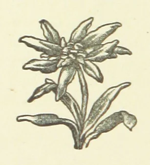 An illustration from Bond Slaves. The story of a struggle, 1893, leaf 62