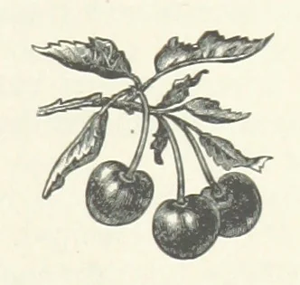 An illustration from Bond Slaves. The story of a struggle, 1893, leaf 211