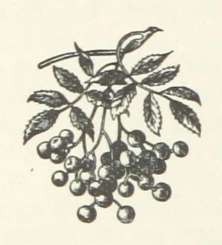 An illustration from Bond Slaves. The story of a struggle, 1893, leaf 246