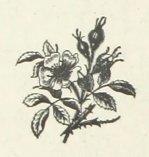 An illustration from Bond Slaves. The story of a struggle, 1893, leaf 278