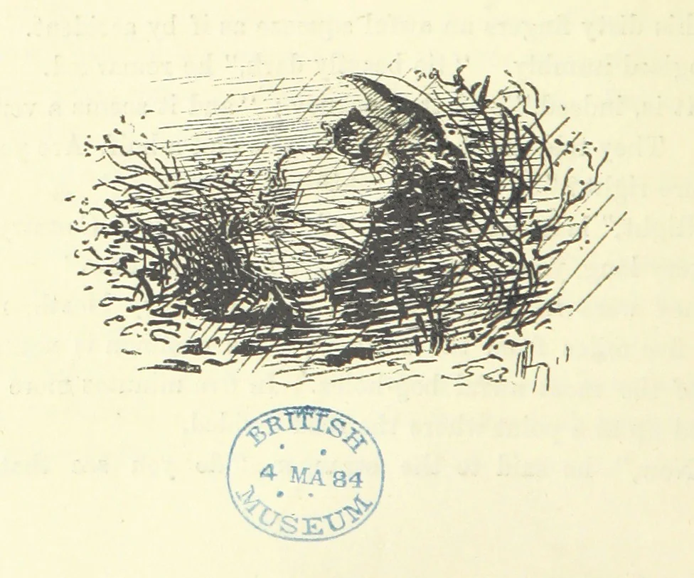 An illustration from Fair Diana. By “Wanderer” ... With illustrations by G. Bowers. [A novel, 1884, leaf 50