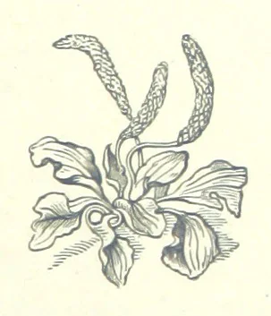 An illustration from For Auld Lang Syne; a nineteenth century story ... Illustrated by E. M. Taylor, 1889, leaf 351