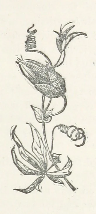 An illustration from Odd, or Even? [A novel, 1880, leaf 165