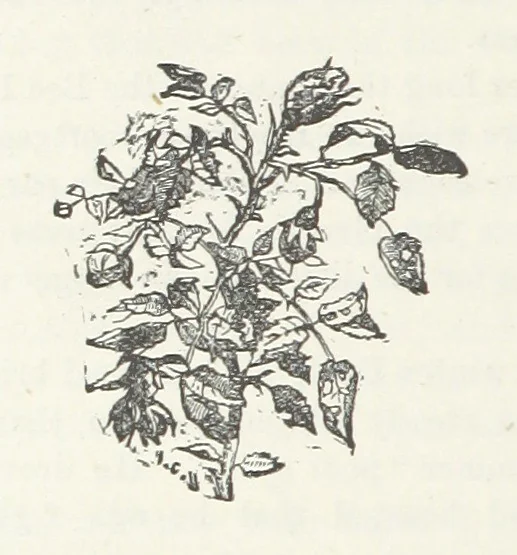 An illustration from Odd, or Even? [A novel, 1880, leaf 174