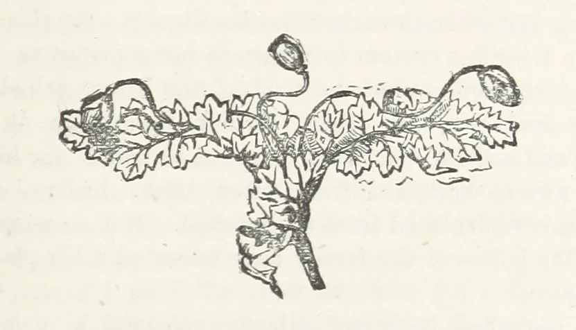 An illustration from Odd, or Even? [A novel, 1880, leaf 223