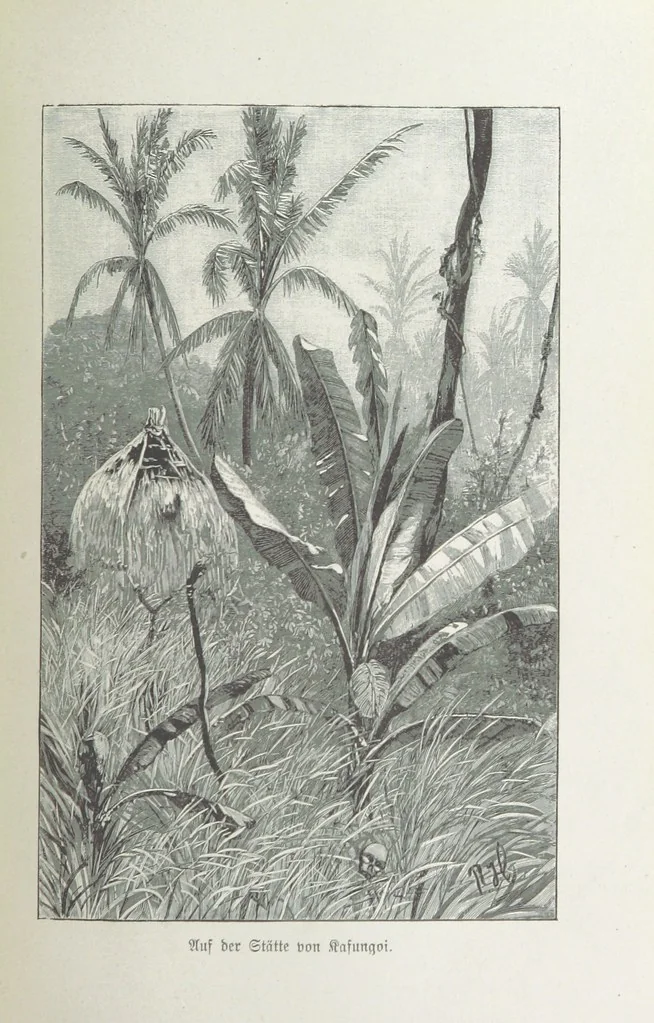 An illustration from Meine zweite Durchquerung Äquatorial-Afrikas vom Congo zum Zambesi während der Jahre 1886 und 1887 ... Mit 92 Abbildungen, etc, 1890, leaf 191
