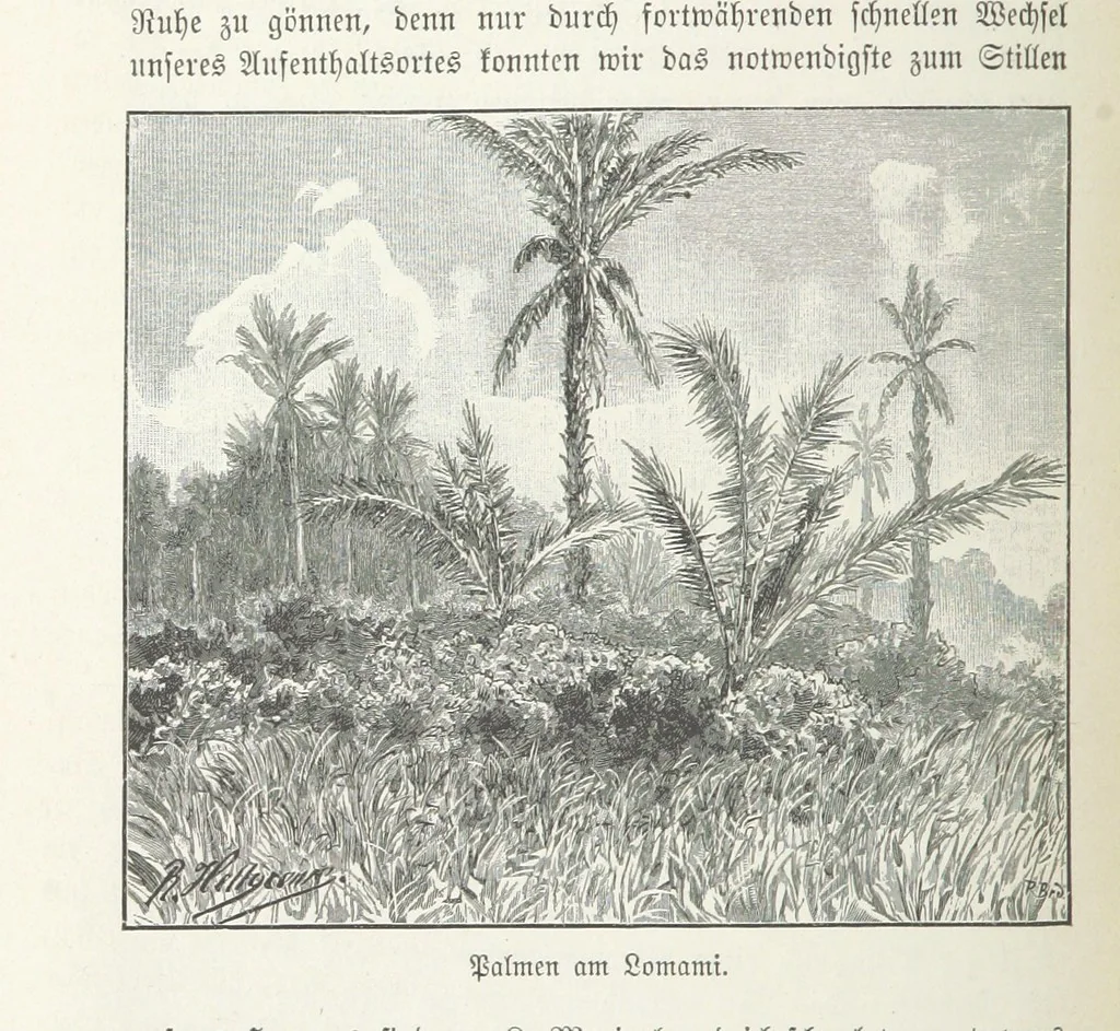 An illustration from Meine zweite Durchquerung Äquatorial-Afrikas vom Congo zum Zambesi während der Jahre 1886 und 1887 ... Mit 92 Abbildungen, etc, 1890, leaf 218