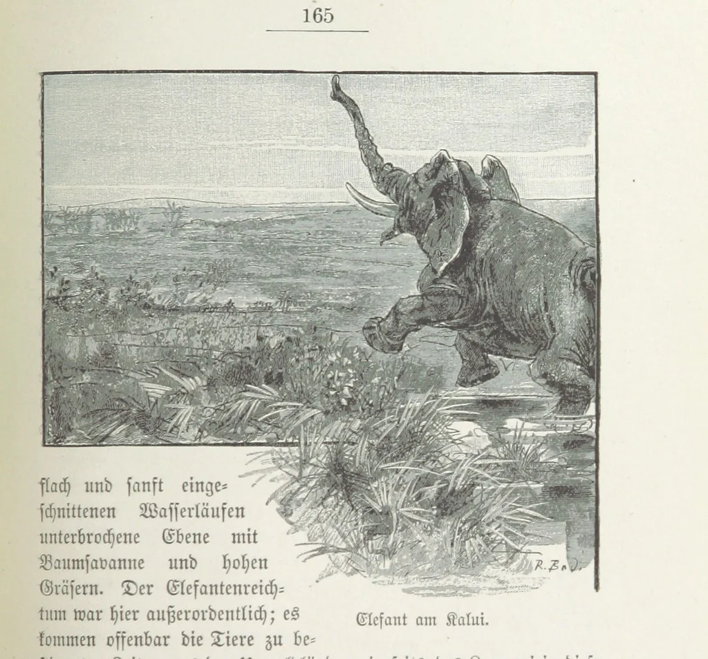 An illustration from Meine zweite Durchquerung Äquatorial-Afrikas vom Congo zum Zambesi während der Jahre 1886 und 1887 ... Mit 92 Abbildungen, etc, 1890, leaf 221