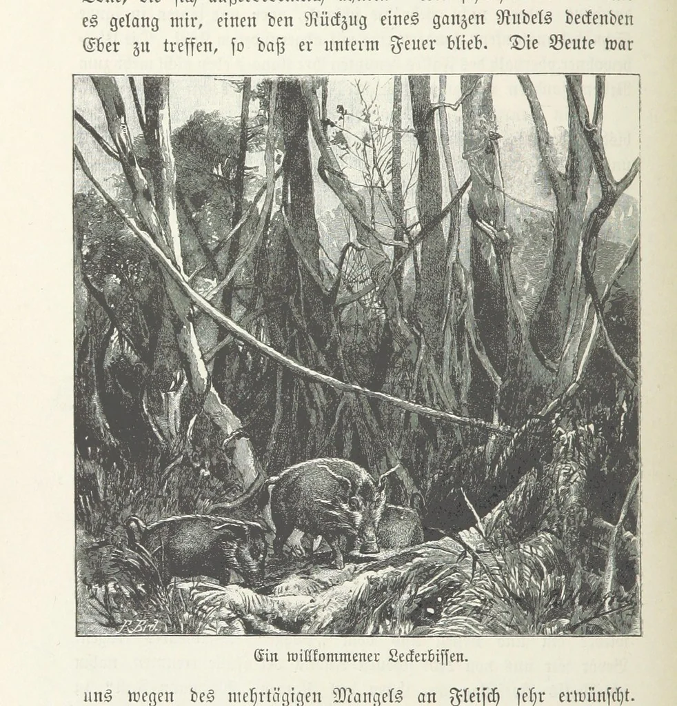 An illustration from Meine zweite Durchquerung Äquatorial-Afrikas vom Congo zum Zambesi während der Jahre 1886 und 1887 ... Mit 92 Abbildungen, etc, 1890, leaf 98