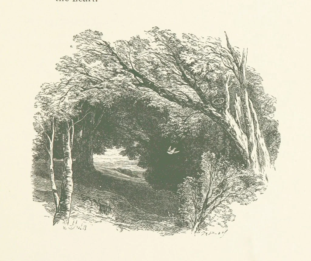 An illustration from Wood-Side and Sea-Side. Illustrated by pen and pencil, 1869, leaf 17
