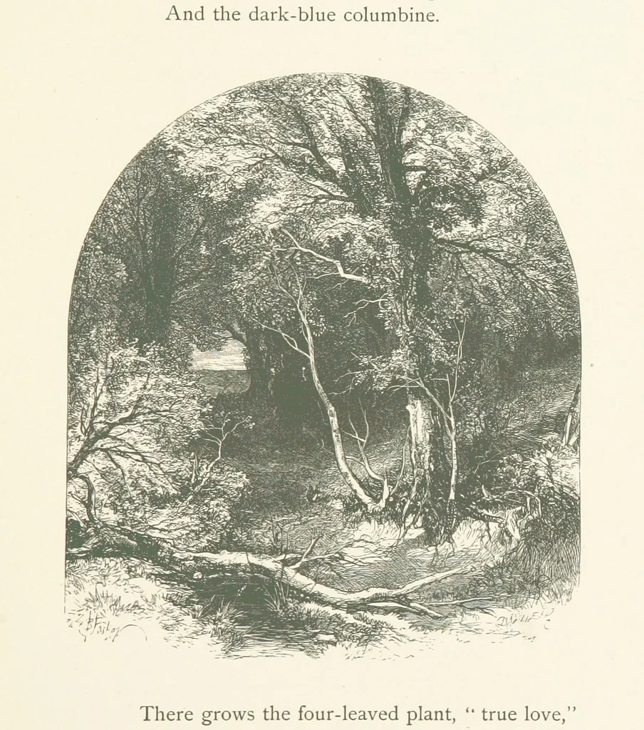 An illustration from Wood-Side and Sea-Side. Illustrated by pen and pencil, 1869, leaf 19