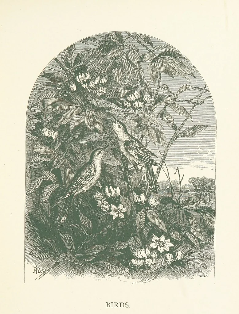 An illustration from Wood-Side and Sea-Side. Illustrated by pen and pencil, 1869, leaf 31