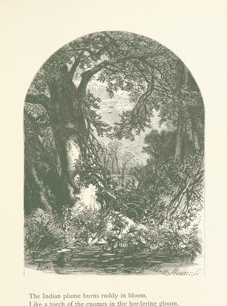An illustration from Wood-Side and Sea-Side. Illustrated by pen and pencil, 1869, leaf 45