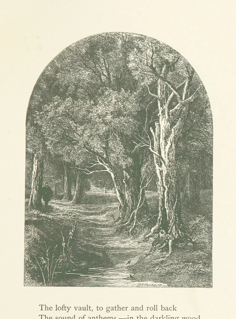 An illustration from Wood-Side and Sea-Side. Illustrated by pen and pencil, 1869, leaf 61