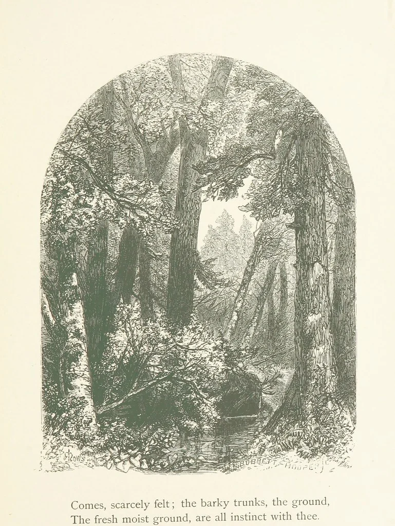 An illustration from Wood-Side and Sea-Side. Illustrated by pen and pencil, 1869, leaf 63