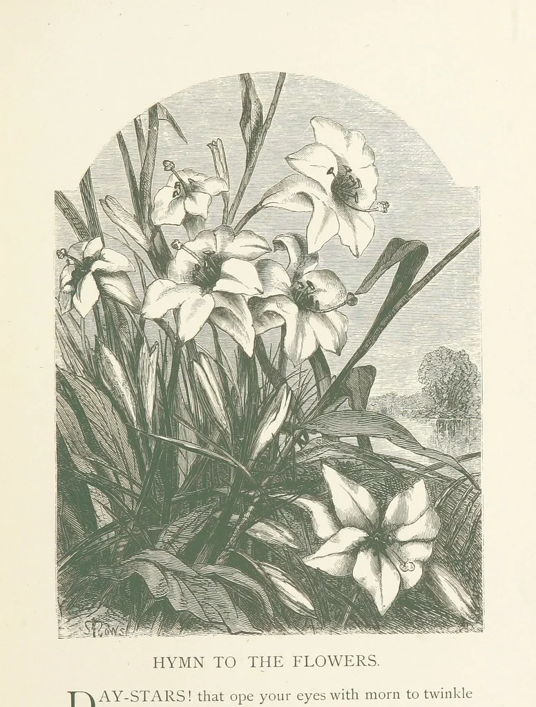 An illustration from Wood-Side and Sea-Side. Illustrated by pen and pencil, 1869, leaf 67