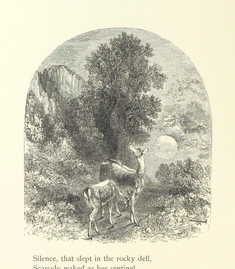An illustration from Wood-Side and Sea-Side. Illustrated by pen and pencil, 1869, leaf 84