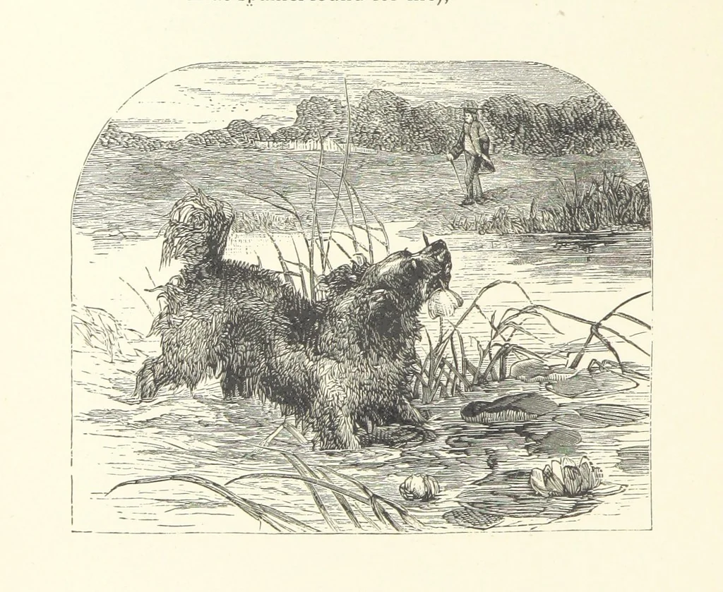 An illustration from Wood-Side and Sea-Side. Illustrated by pen and pencil, 1869, leaf 98