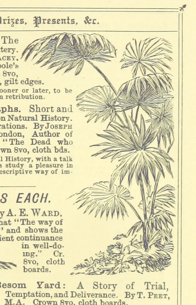 An illustration from In the Days of '54. A story of love and sacrifice, etc, 1893, leaf 173
