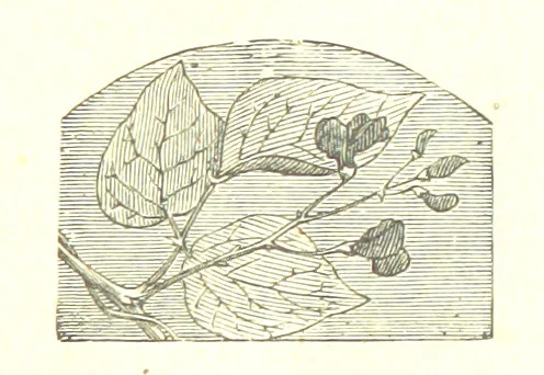 An illustration from The poetical works of William Wordsworth, 1878, leaf 201
