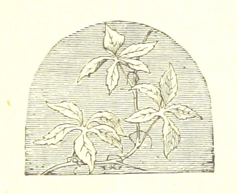 An illustration from The poetical works of William Wordsworth, 1878, leaf 239