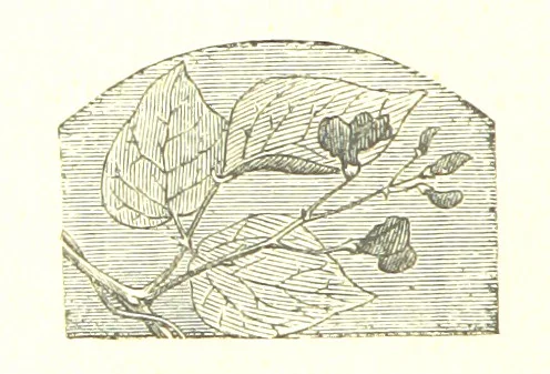An illustration from The poetical works of William Wordsworth, 1878, leaf 330