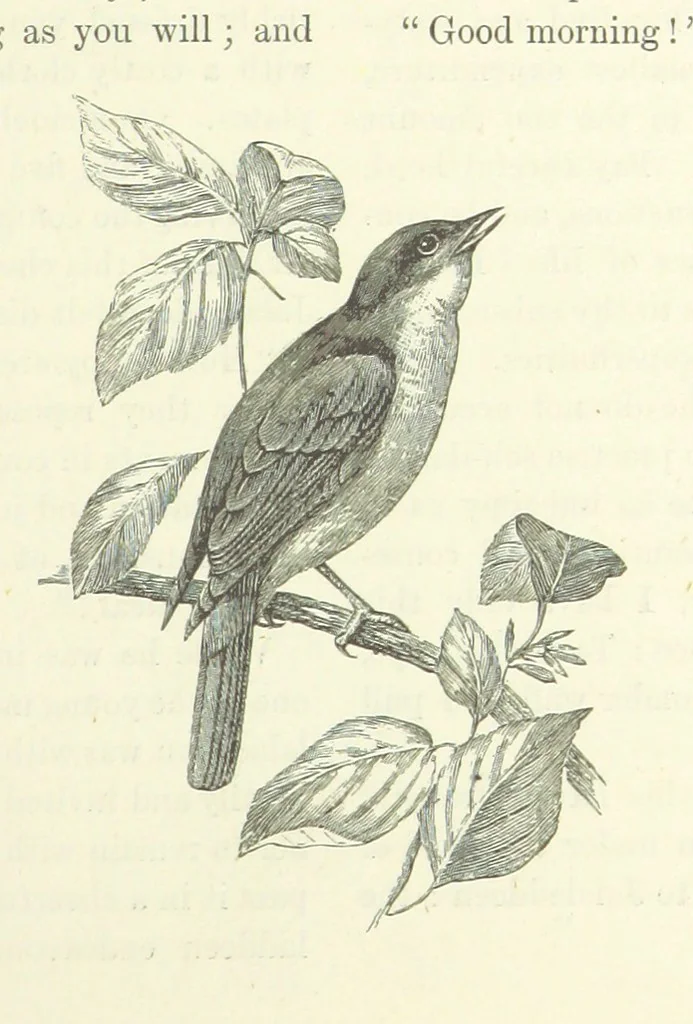 An illustration from The World of Romance. A treasury of tales, legends and traditions. Illustrated, 1892, leaf 349