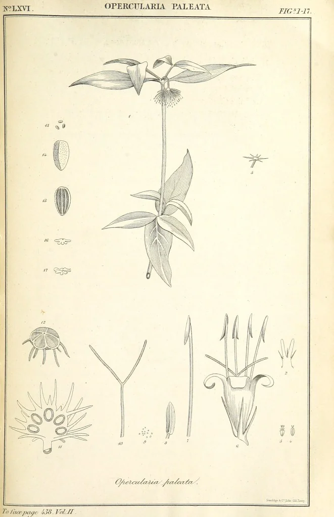 An illustration from Miscellaneous Works ... Vols. I. and II. ... edited by G. Peacock. (Vol. III. ... edited by J. Leitch.), 1858, leaf 453