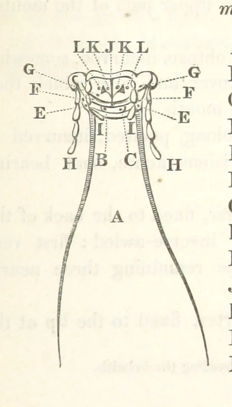 An illustration from Miscellaneous Works ... Vols. I. and II. ... edited by G. Peacock. (Vol. III. ... edited by J. Leitch.), 1858, leaf 459
