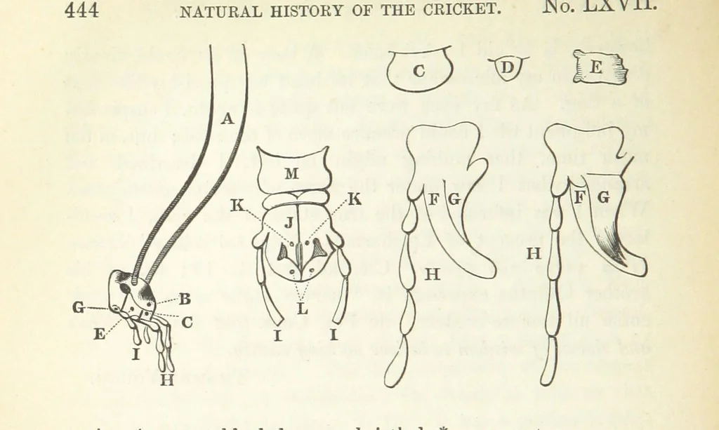 An illustration from Miscellaneous Works ... Vols. I. and II. ... edited by G. Peacock. (Vol. III. ... edited by J. Leitch.), 1858, leaf 460