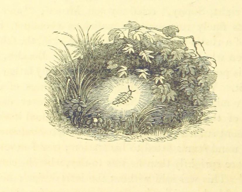 An illustration from The Vicar of Wakefield ... And a prefatory memoir by G. Moir Bussey ... Embellished with ... two hundred engravings on wood, etc, 1845, leaf 72