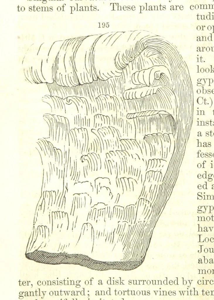 An illustration from A System of Mineralogy, comprising the most recent discoveries ... Fourth edition, rewritten, rearranged, and enlarged, 1854, leaf 126