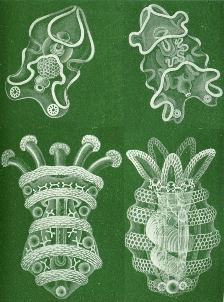 An illustration from Haeckel Thuroidea larvae, 1904