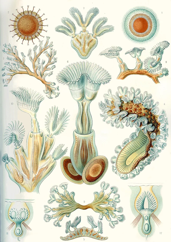 An illustration from Haeckel Bryozoa minor restoration, 1904
