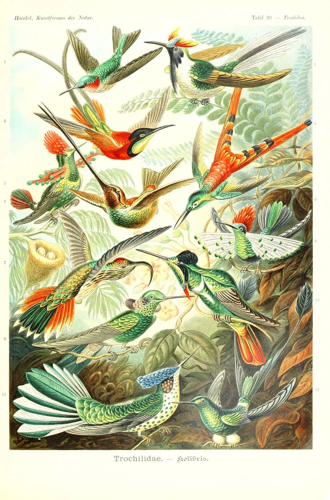 An illustration from Kunstformen der Natur (Tafel 99) (6197854888), 1904