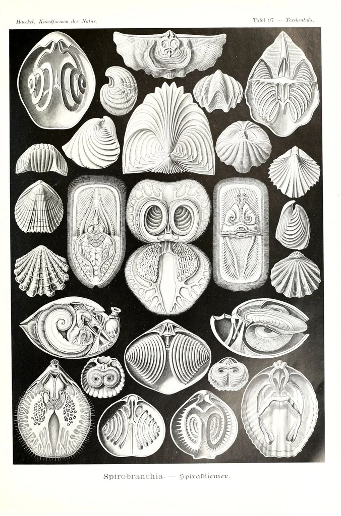 An illustration from Kunstformen der Natur (Tafel 97) (6197335165), 1904