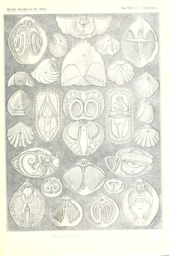An illustration from Kunstformen der Natur (Tafel 97) (6197854528), 1904