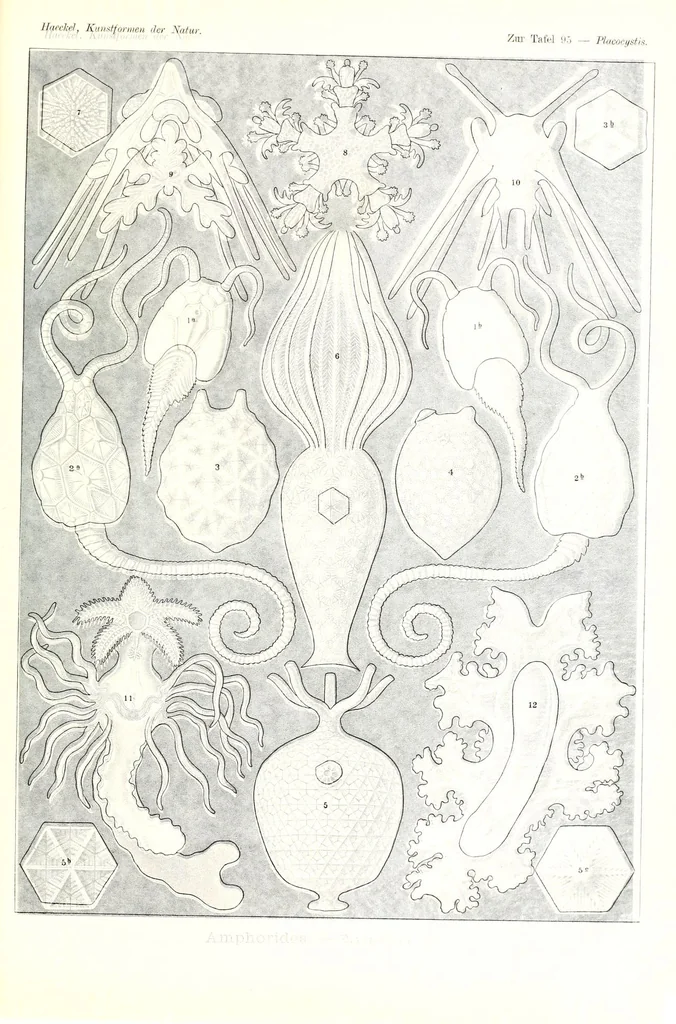 An illustration from Kunstformen der Natur (Tafel 95) (6197334529), 1904