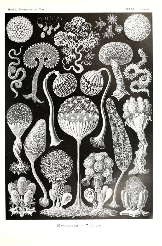 An illustration from Kunstformen der Natur (Tafel 93) (6197334283), 1904
