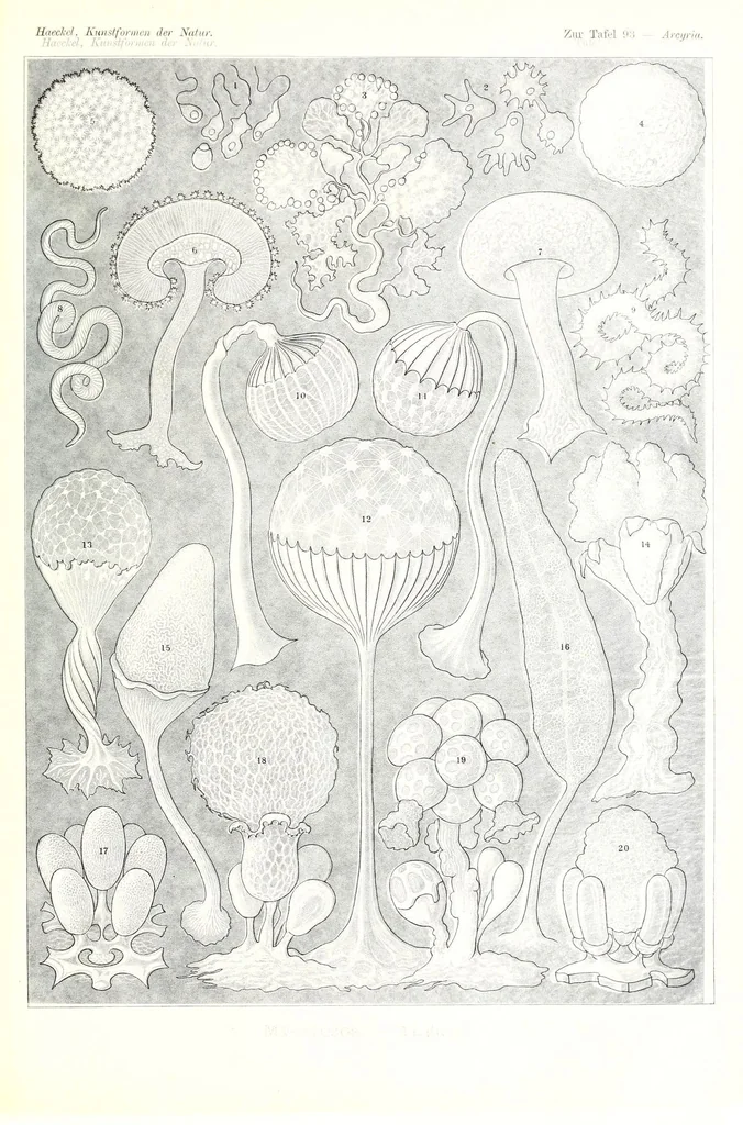 An illustration from Kunstformen der Natur (Tafel 93) (6197853604), 1904