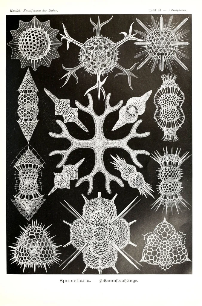 An illustration from Kunstformen der Natur (Tafel 91) (6197333685), 1904