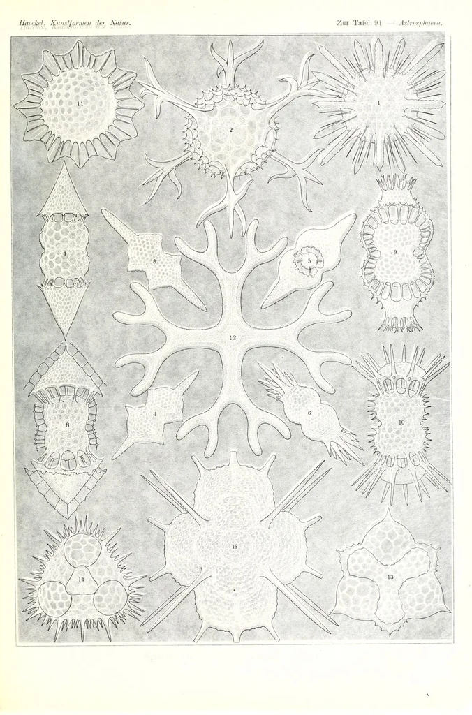 An illustration from Kunstformen der Natur (Tafel 91) (6197333573), 1904